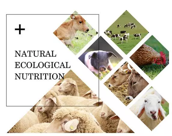 2026世界杯资格赛 2026世界杯资格赛