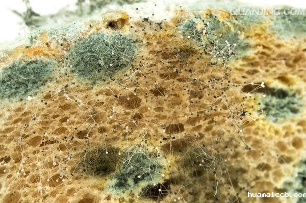 双乙酸钠 双乙酸钠