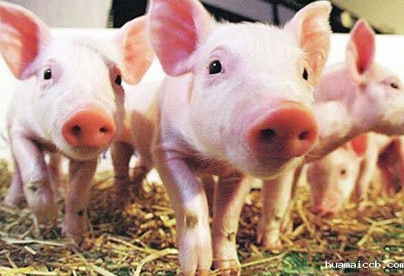 甲酸钙和乳清粉的对比 甲酸钙和乳清粉的对比