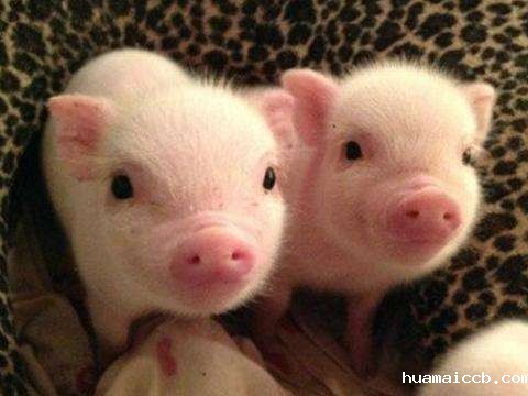 1557105623405643.jpg timg.jpg