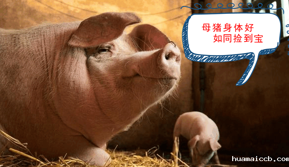 1576735004221165.png 9efe-haturft7231855.png