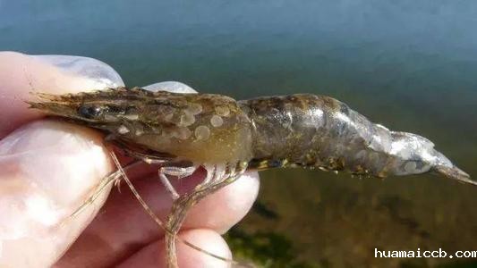 1616568676169675.jpg u=518813333,2512669527&fm=11&gp=0.jpg