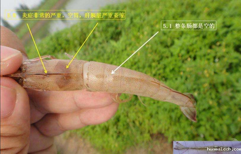 1626247310577989.jpg www.dzs2004.jpg