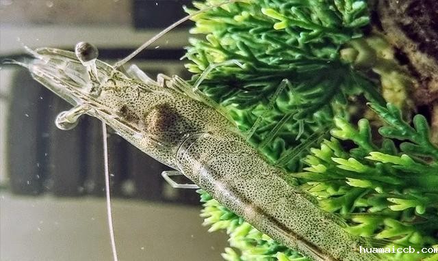 1626247326330725.jpg nimg.ws.126.jpg